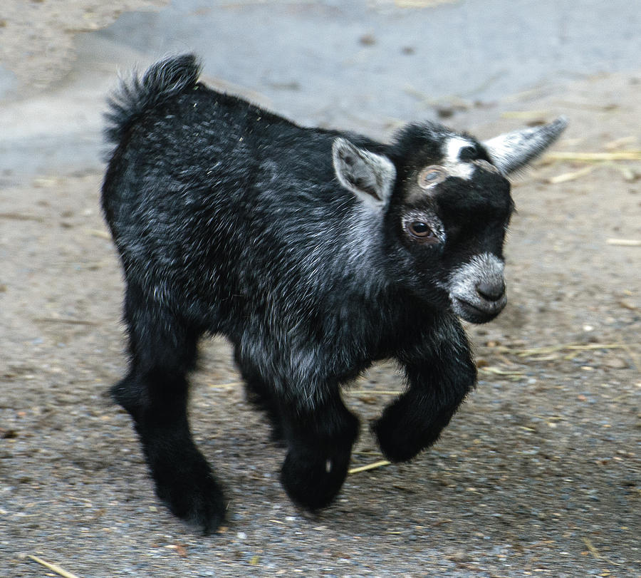 Pygmy Goat Kid Photograph by William Bitman