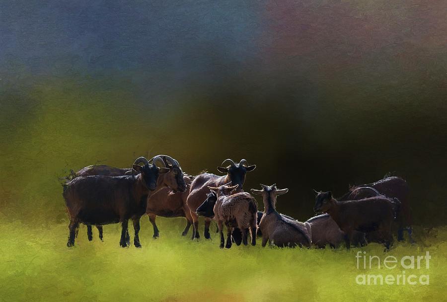 Pygmy Goats Painting by Eva Lechner