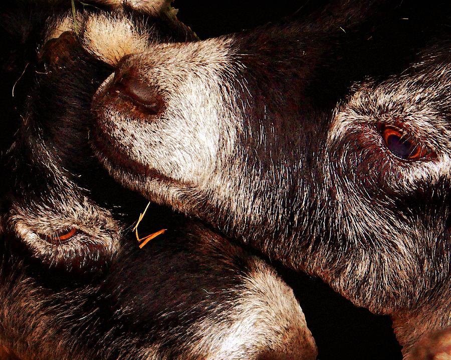 Pygmy Goats Photograph by Timothy Bulone