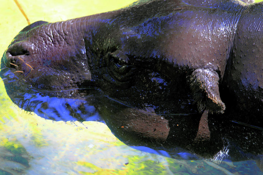 Hippopotamus Photograph - Pygmy Hippo by Miroslava Jurcik