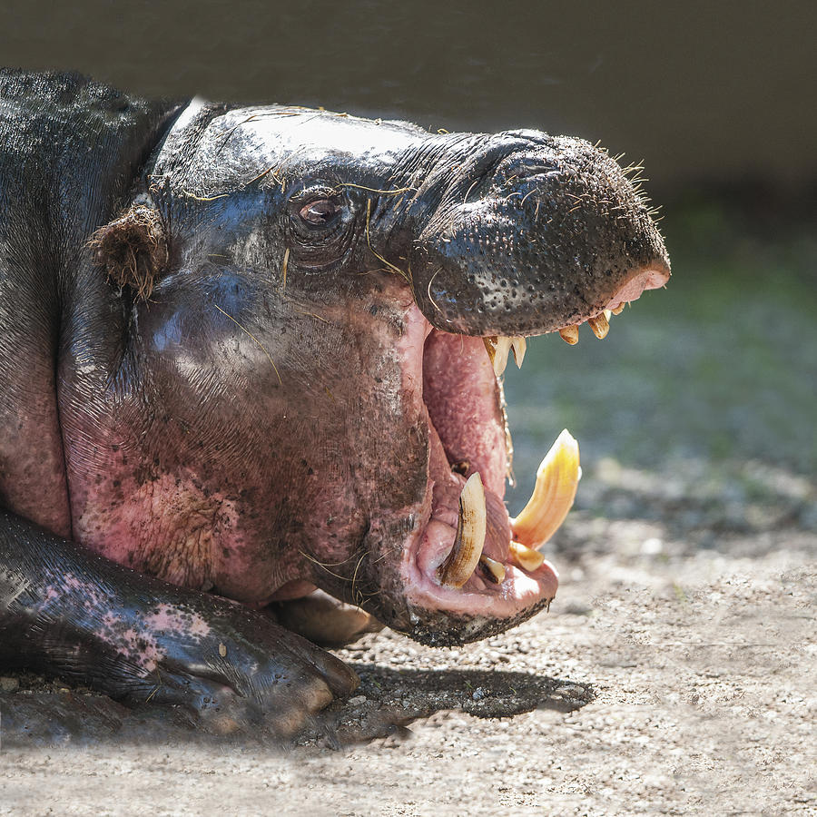 Pygmy Hippo Profile Photograph by William Bitman