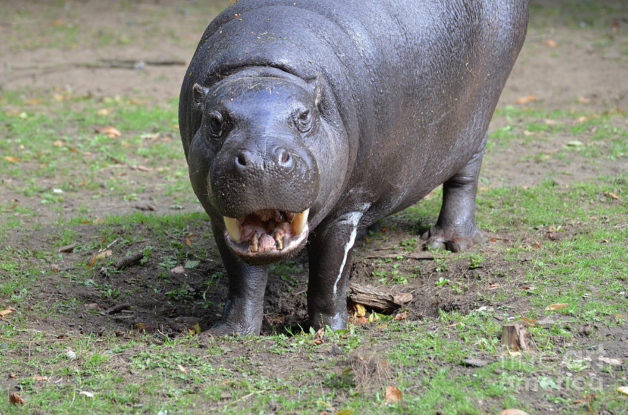 Pygmy Hippo Ready for the Dental Exam Photograph by DejaVu Designs
