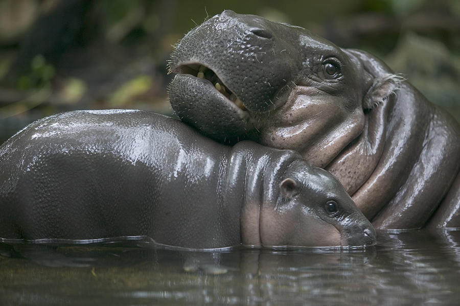 Pygmy Hippopotamus Hexaprotodon Liberiensis Photograph by Cyril Ruoso