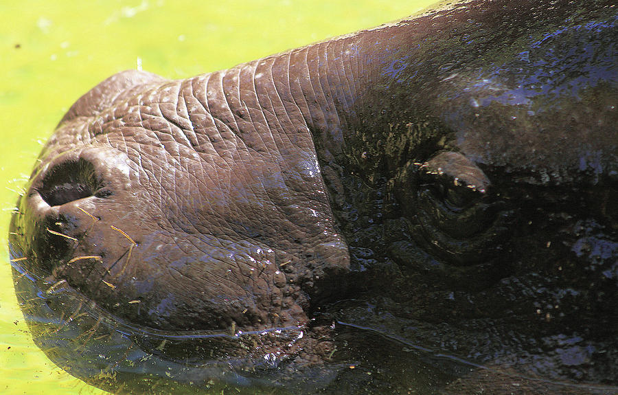 Pygmy Hippopotamus Photograph by Miroslava Jurcik