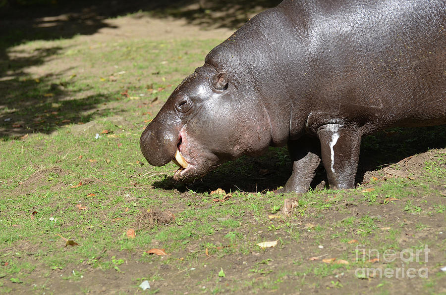 Pygmy Hippopotamus with His Tusks Showing Photograph by DejaVu Designs