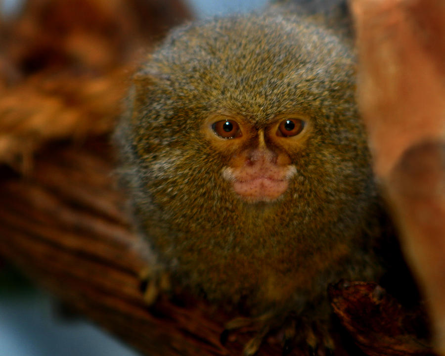 Pygmy Marmoset Photograph by Anthony Jones