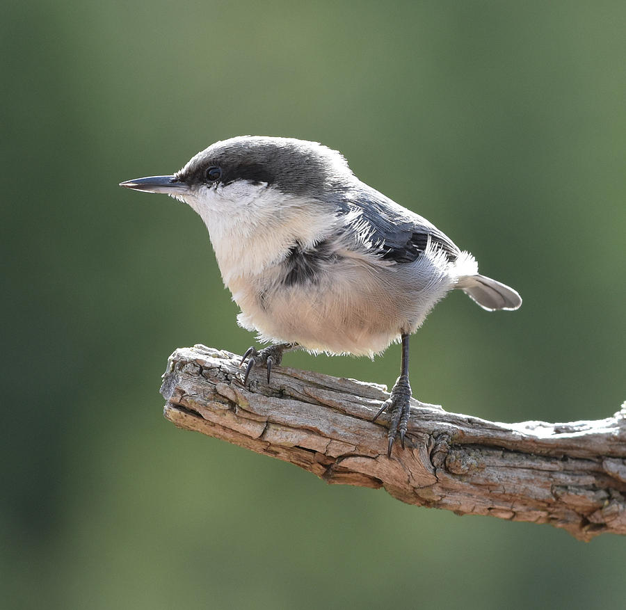 Pygmy Nuthatch Photograph by Ben Foster
