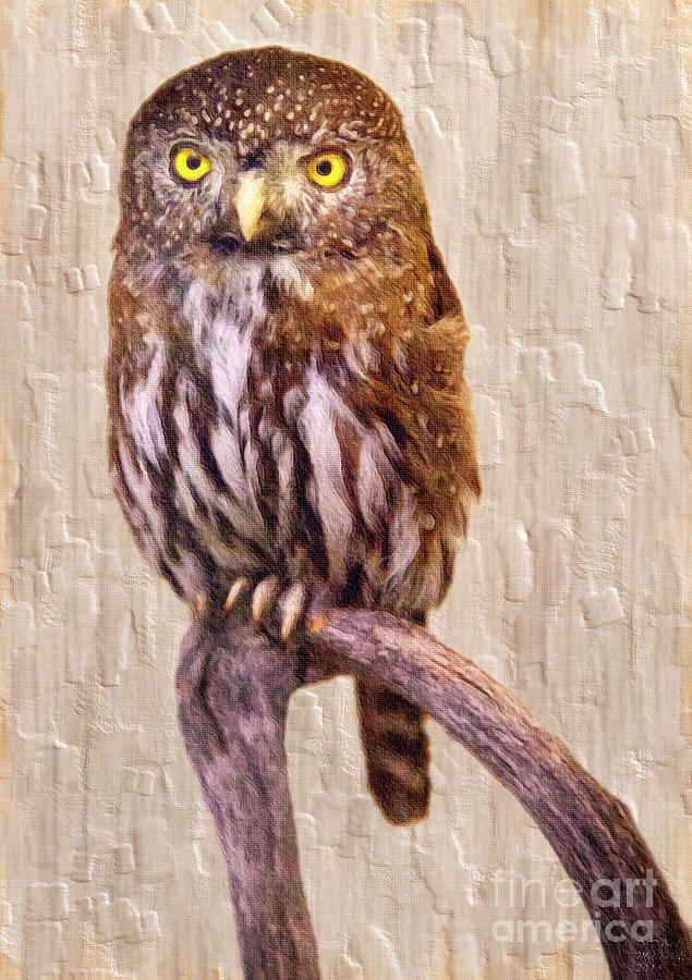Pygmy Owl Painting by David Millenheft