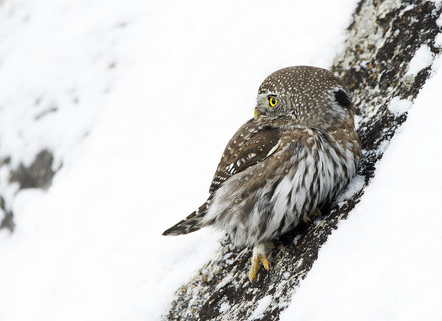 Pygmy Owl Photograph by Deby Dixon