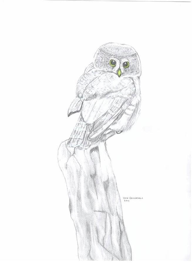 Pygmy Owl Drawing by Don Gallacher - Fine Art America