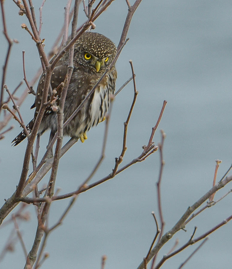 Pygmy Owl Photograph by Joy McAdams
