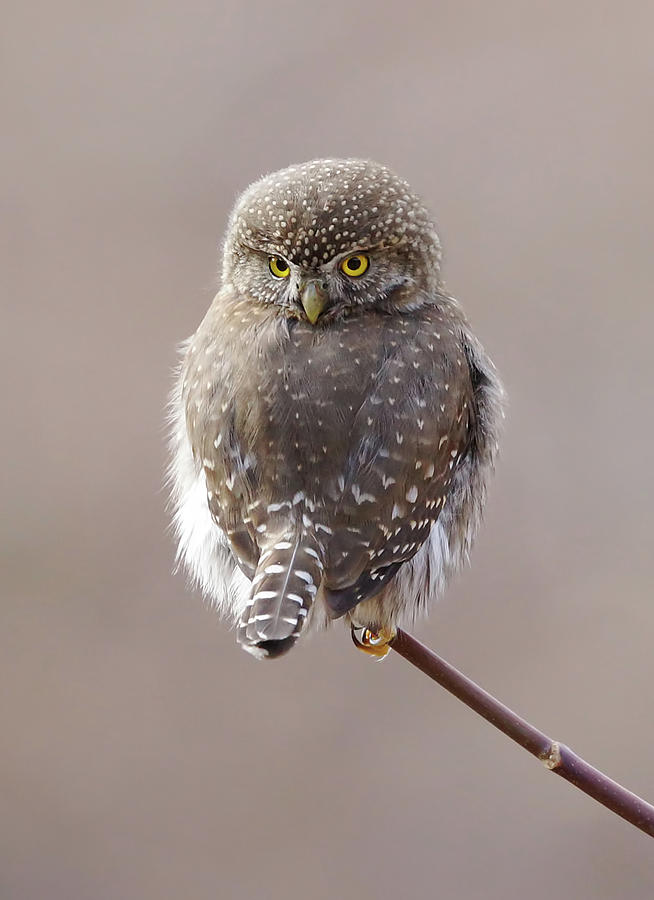 Owl Photograph - Pygmy Owl Looking Backwards by Mark Hryciw