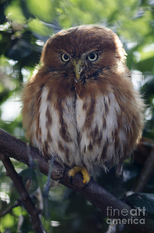 Pygmy owl Photograph by Steev Stamford