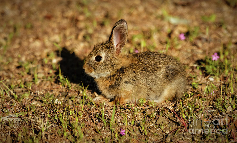 Nature Photograph - Pygmy Rabbit by Robert Bales