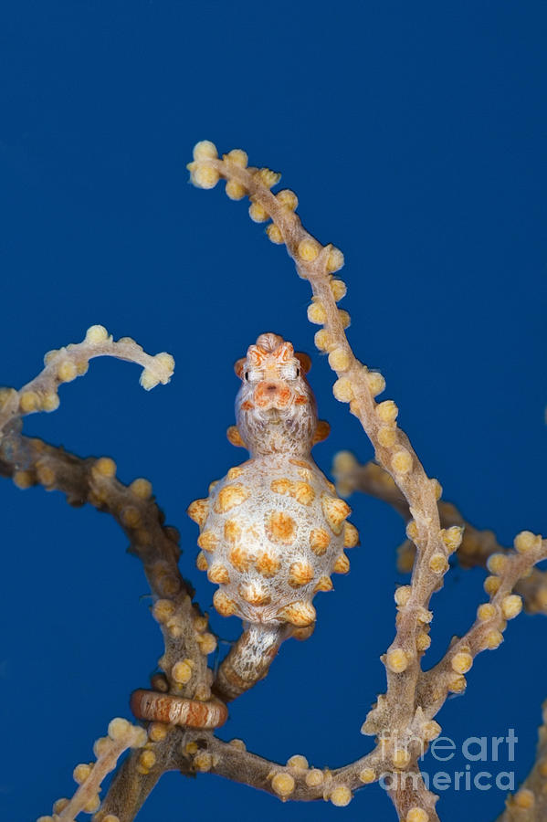 Pygmy Seahorse Photograph by Reinhard Dirscherl