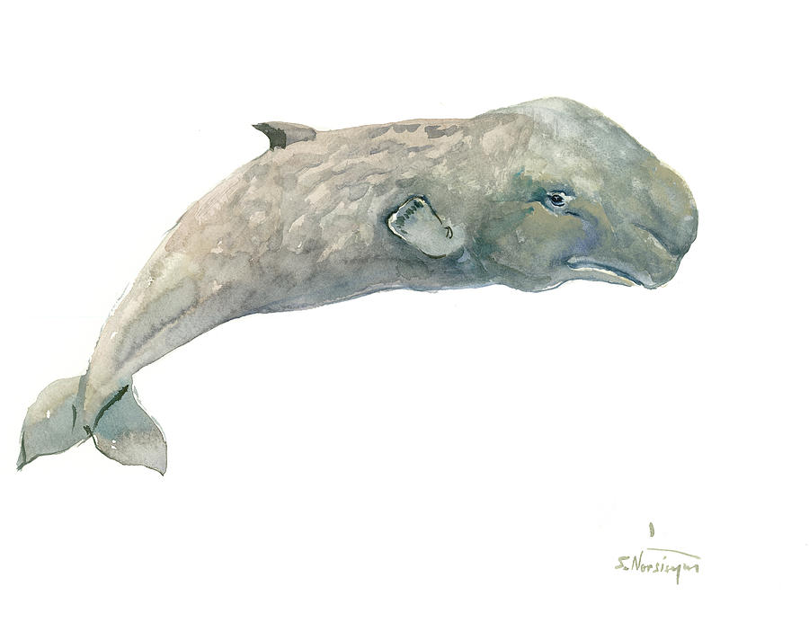 Pygmy Sperm Whale Painting by Suren Nersisyan