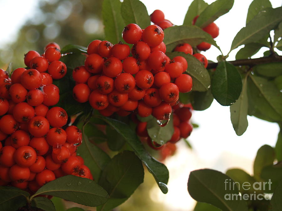 Pyracantha Berries in December Photograph by Anna Lisa Yoder