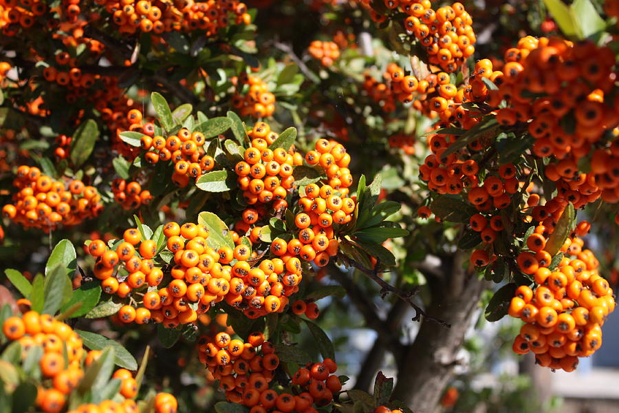 Pyracantha Berries Photograph by Yvonne Ayoub