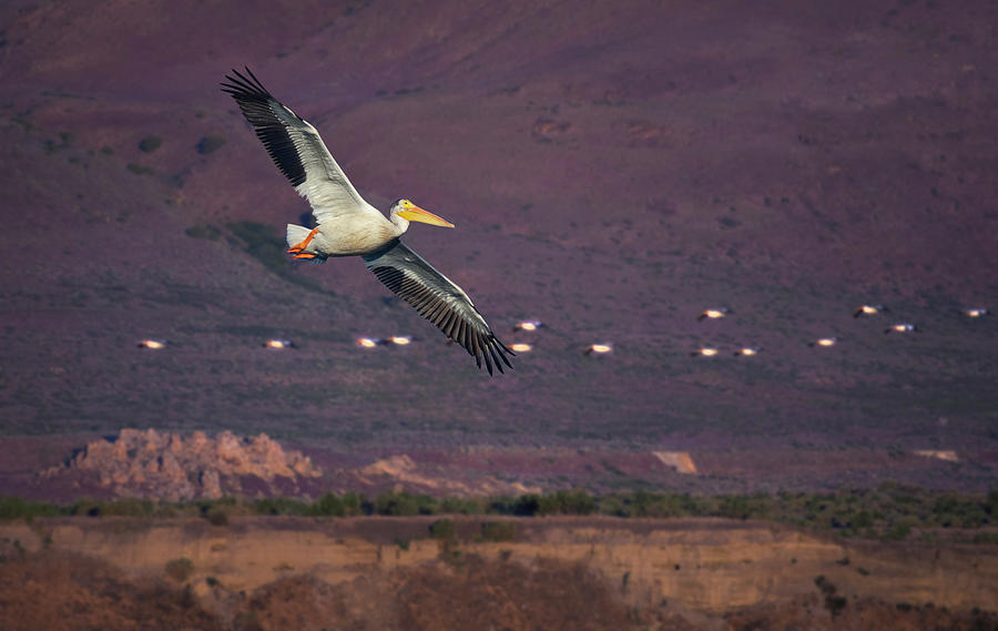 Pyramid Lake Pelicans Photograph by Rick Mosher
