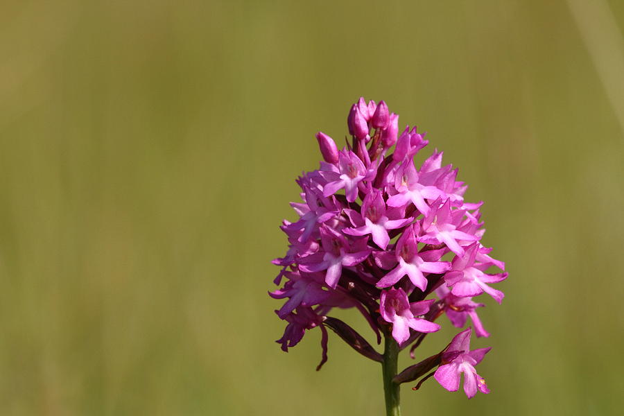 Pyramid Orchid Photograph by Richard Patmore