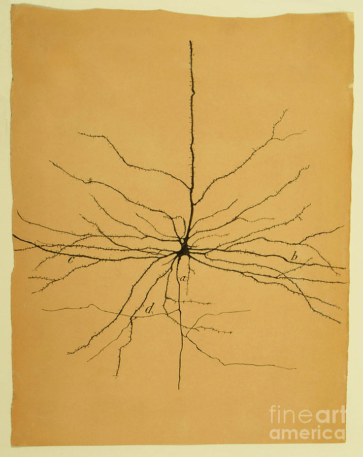 Pyramidal Cell Photograph - Pyramidal Cell In Cerebral Cortex, Cajal by Science Source
