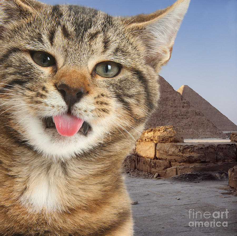 Pyramids Cat Selfie Photograph by Warren Photographic