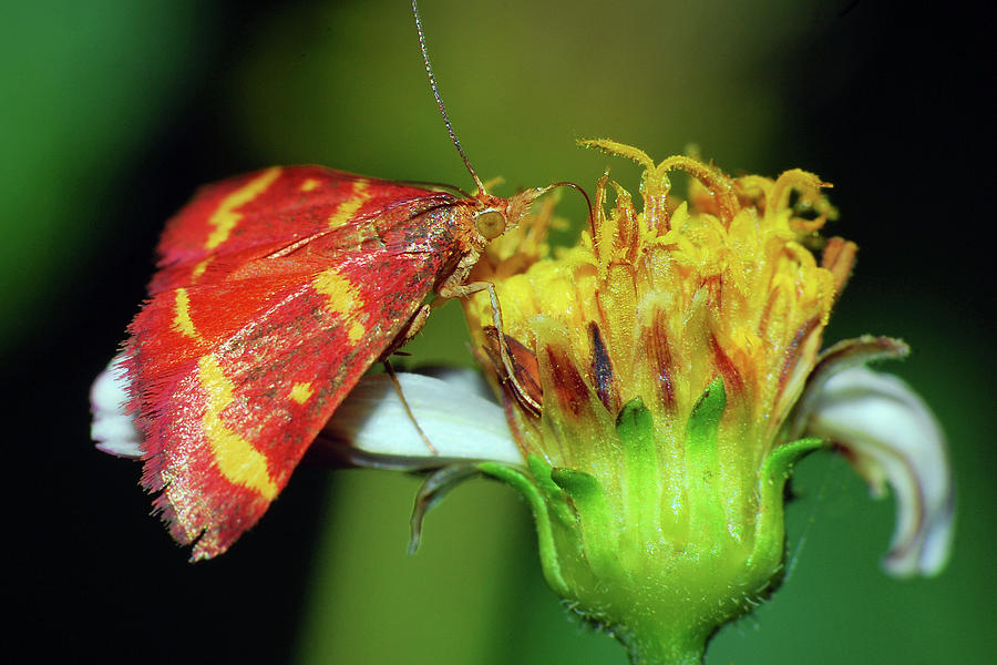 Pyrausta tyralis Moth Photograph by Larah McElroy
