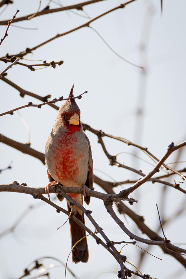 Pyrrhuloxia aka Desert Cardinal Photograph by Debra Martz