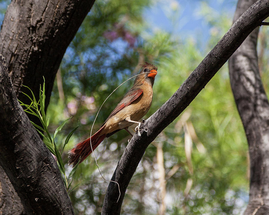 Pyrrhuloxia at Work Photograph by Lon Dittrick