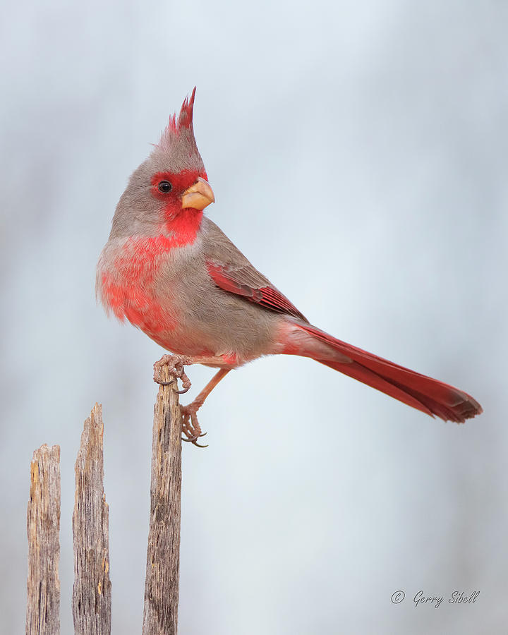 Pyrrhuloxia Photograph by Gerry Sibell