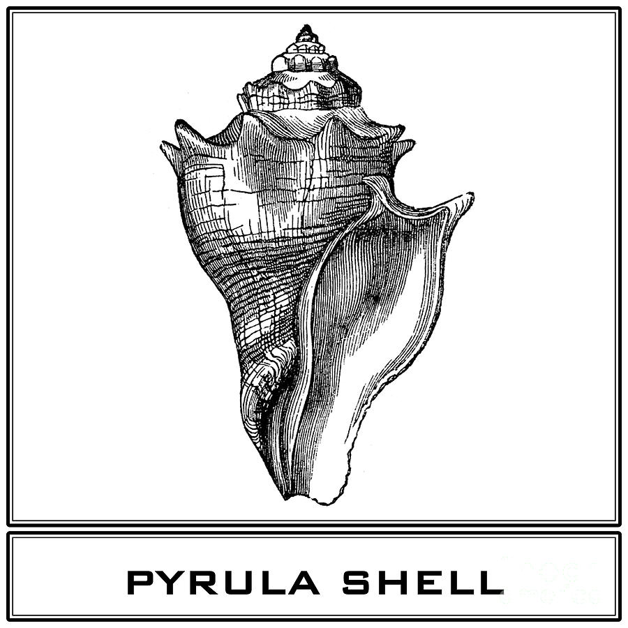 Pyrula Shell Digital Art by Scott and Dixie Wiley