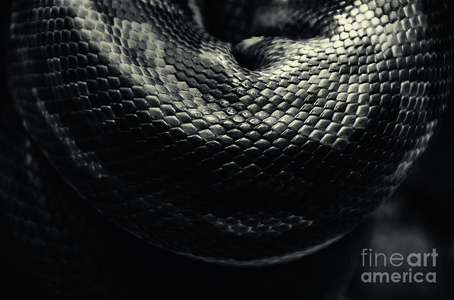 Python Photograph by Jonas Luis