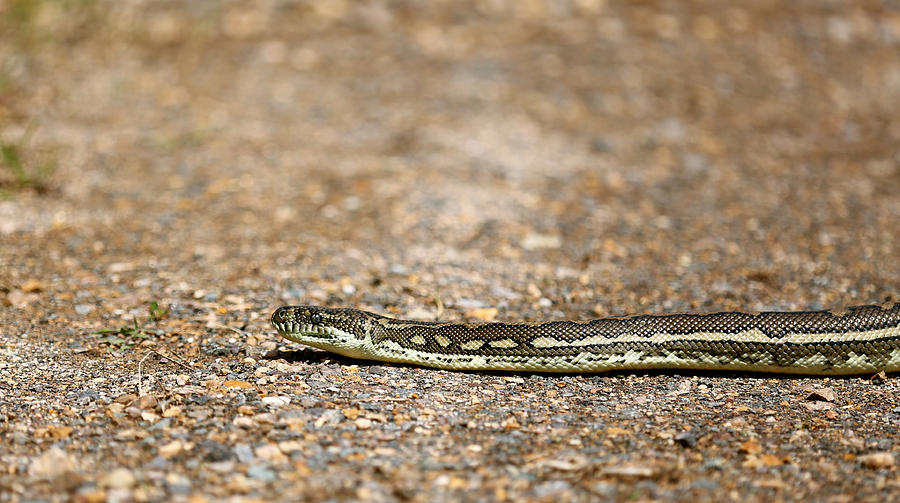 Python Photograph by Joseph Masters - Fine Art America