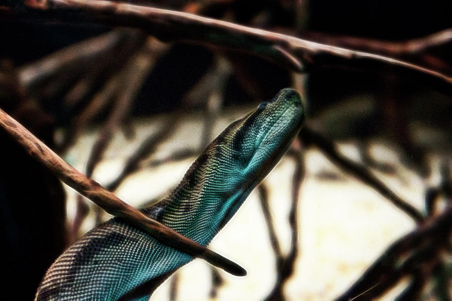 Python Photograph - Python by Miroslava Jurcik