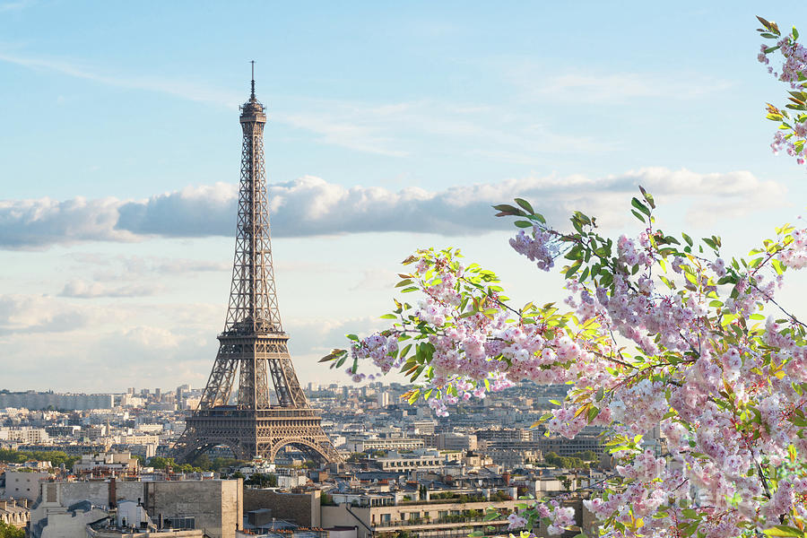 Spring Blossoming In Paris Photograph