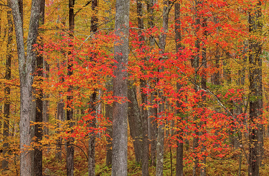 Quabbin Park Foliage Photograph By Stephen Gingold - Fine Art America