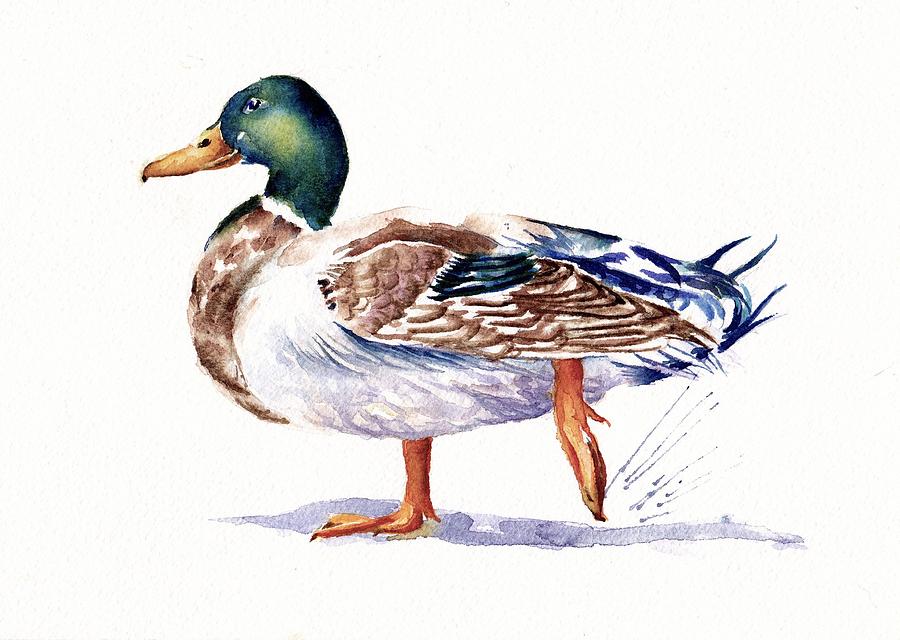 Duck Painting - Quack - Mallard Duck by Debra Hall