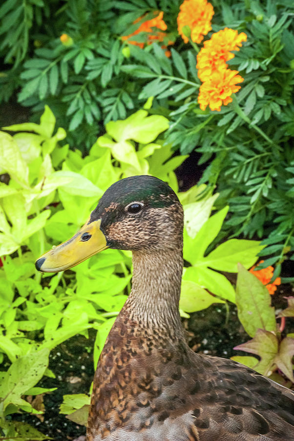 Quack Photograph by Pamela Williams