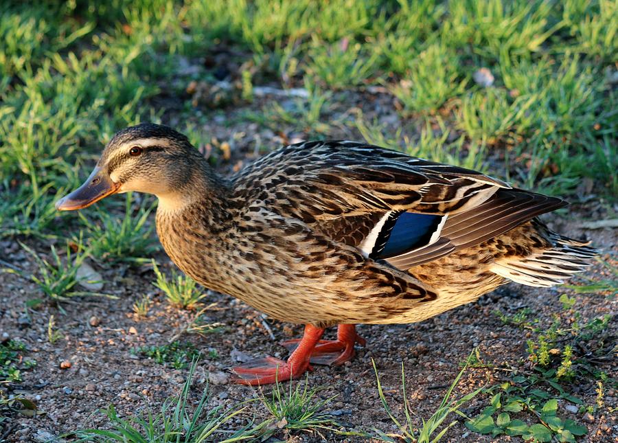 Quack, Quack  Photograph by Christy Pooschke