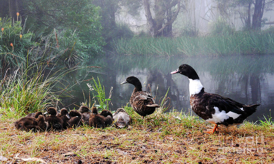 Quack Quack Ducks and a Pond Photograph by Lexa Harpell