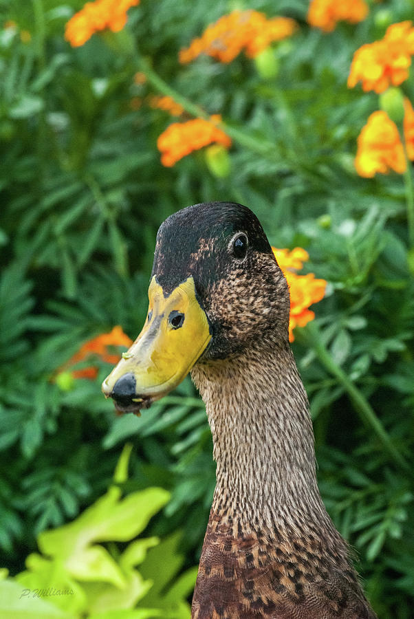 Quack Quack Photograph by Pamela Williams