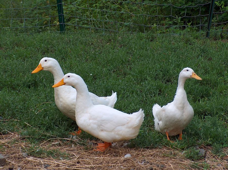 Quackers Photograph by Sue Berliner - Fine Art America