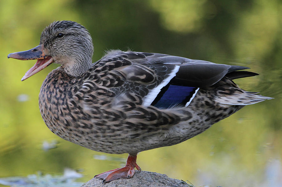 Duck Photograph - Quacking by Doris Potter