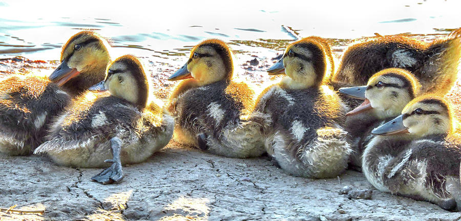 Quacklings Photograph