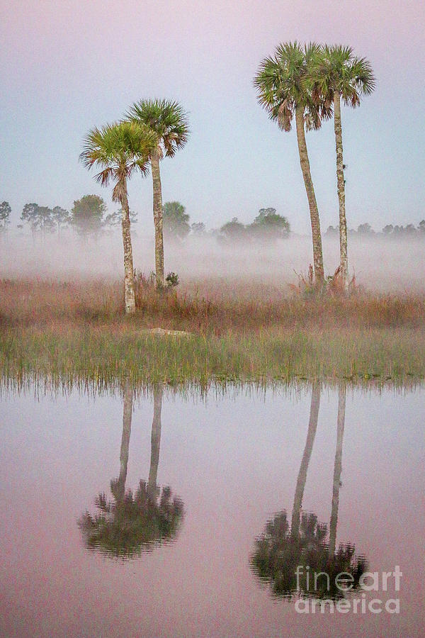 Quadruple Double Palms Photograph by Tom Claud