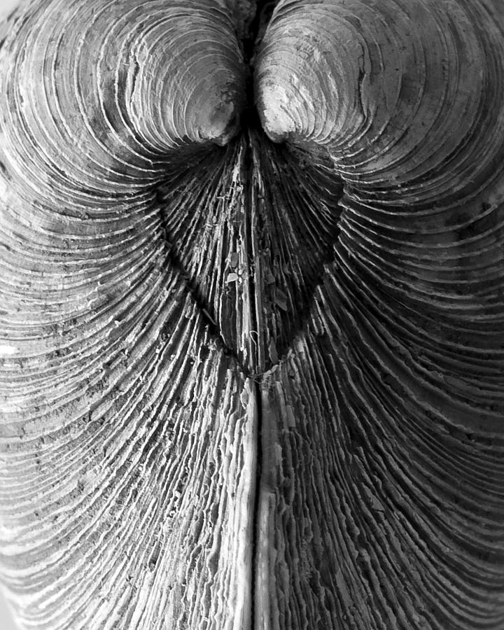 Shell Photograph - Quahog Closeup No.1 by Henry Krauzyk