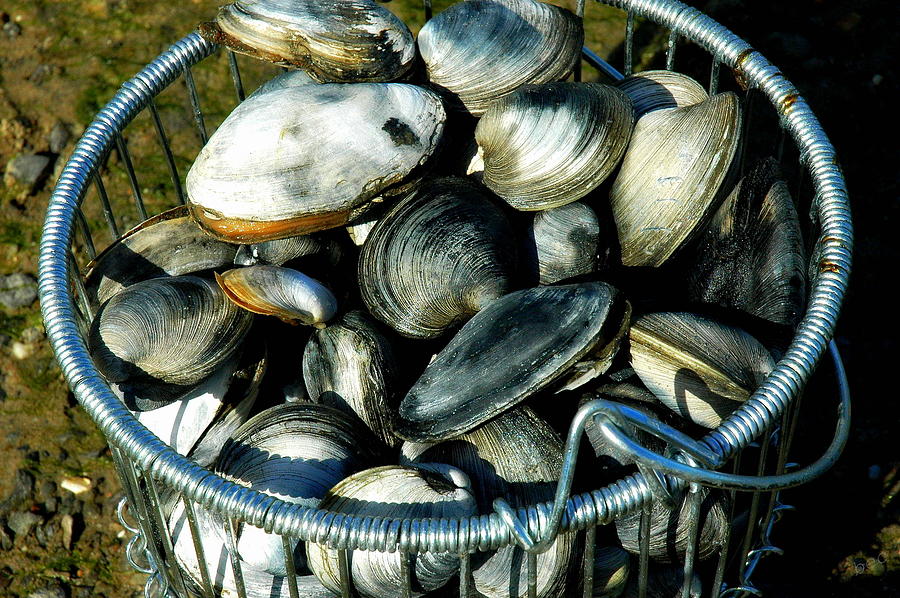 Quahogs And Clams  Photograph by Bruce Carpenter