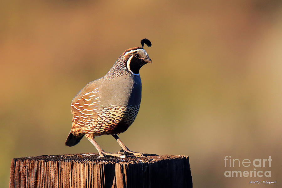 Wildlife Photograph - Evening Quail by Winston Rockwell