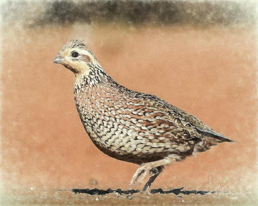Step Lightly by Carol Fox Henrichs Step Lightly by Carol Fox Henrichs