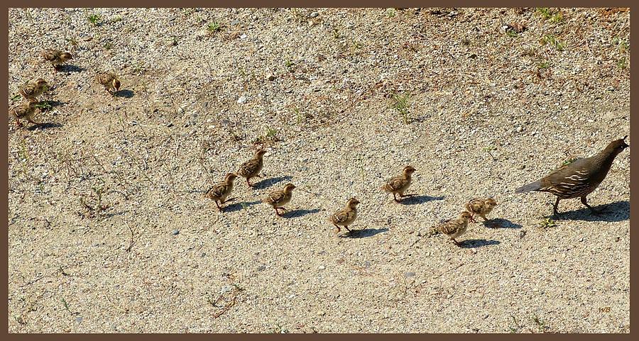 Quail Chicks With Mom Photograph by Will Borden